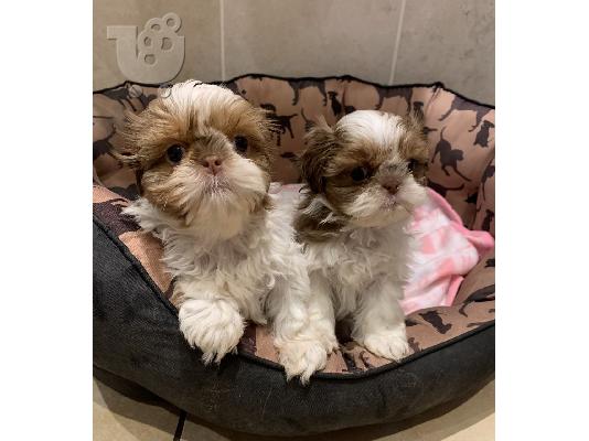 PoulaTo: κορίτσι και αγόρι Shih Tzu εξακολουθούν να είναι διαθέσιμα